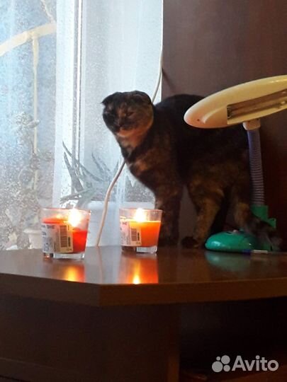 Шотландку в добрые руки