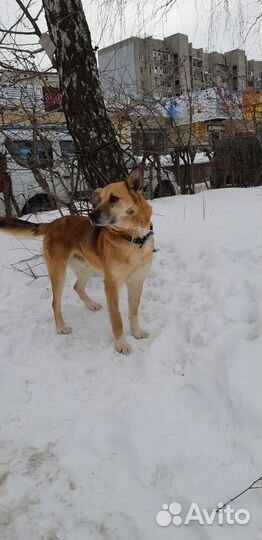 Охранник Грин