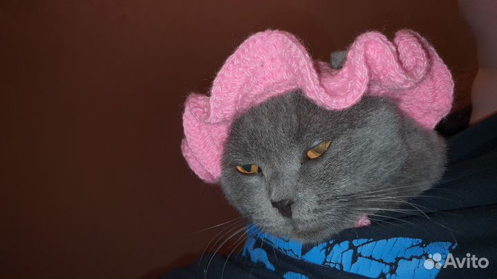 Шапка для животных