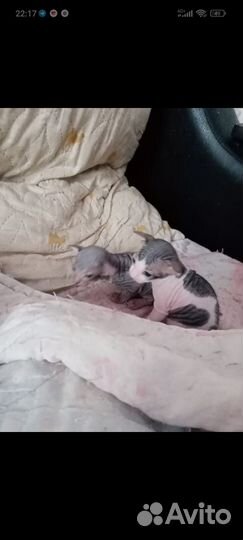 Донской сфинкс котята