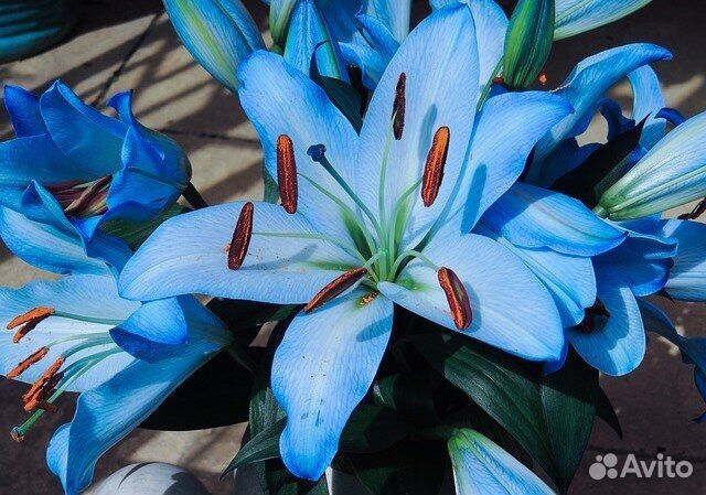 Цветы лилии луковицы