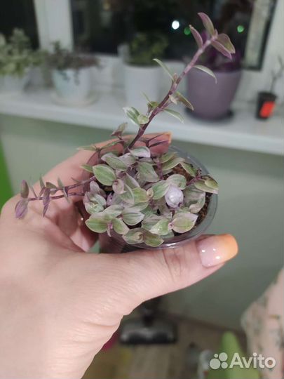 Коллизия розовая пантера