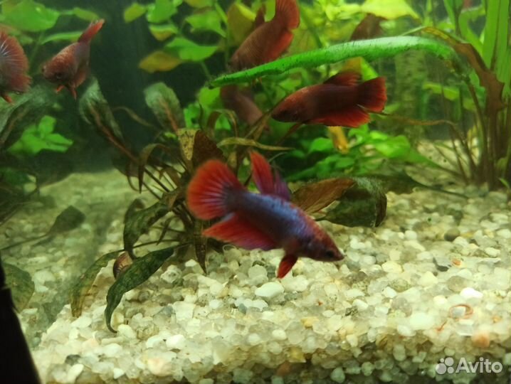 Аквариумные рыбки петушок, мальки