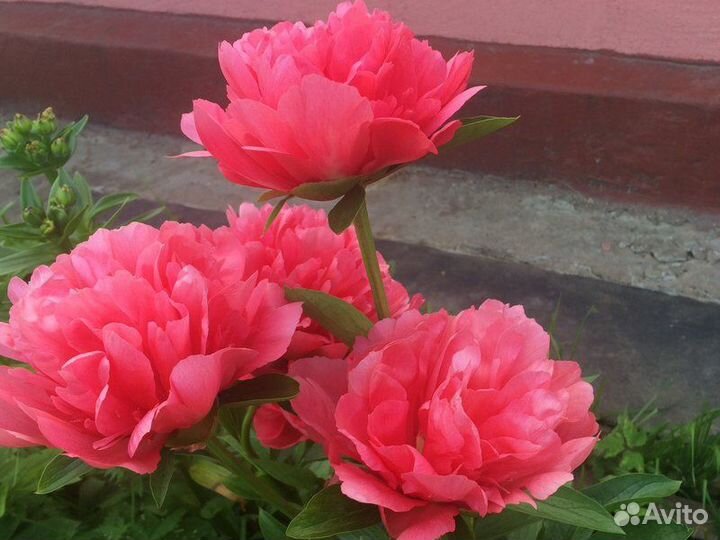 Пион Лорелей