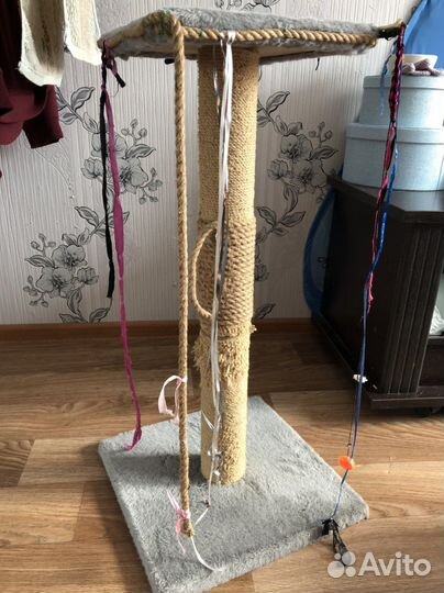 Переноска и принадлежности для кота