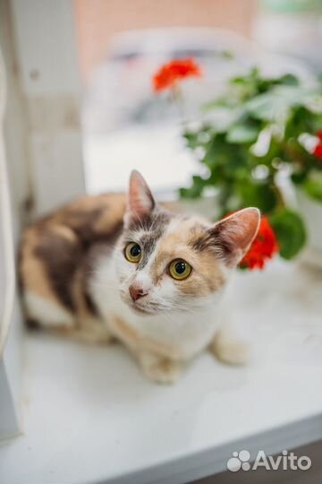 Кошечка Люба в добрые руки