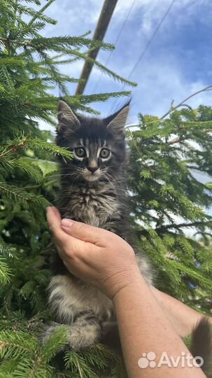 Котята мейн-кун