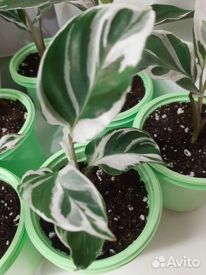 Калатея Вайт Фьюжн