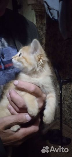 Кошка в дар бесплатно