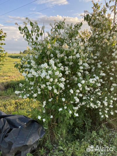 Деревья крупномеры