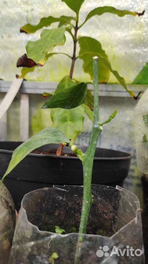 Саженцы лимонов, коломадин, Павловский мандарин