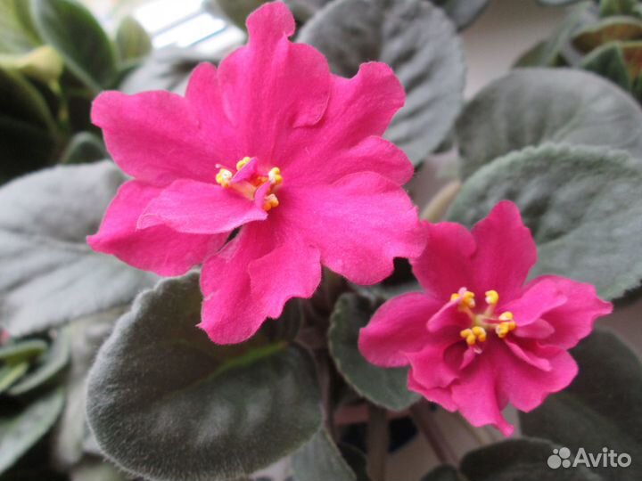 Цветущие фиалки