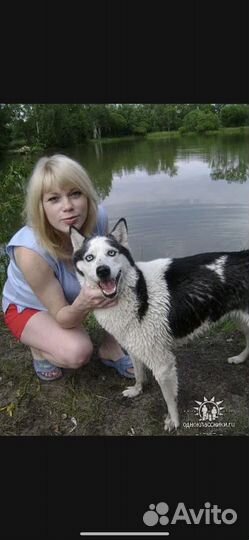 Выгул животных