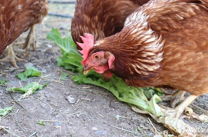 Куры несушки