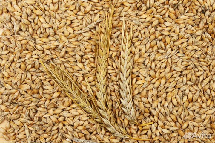 Зерно ячмень