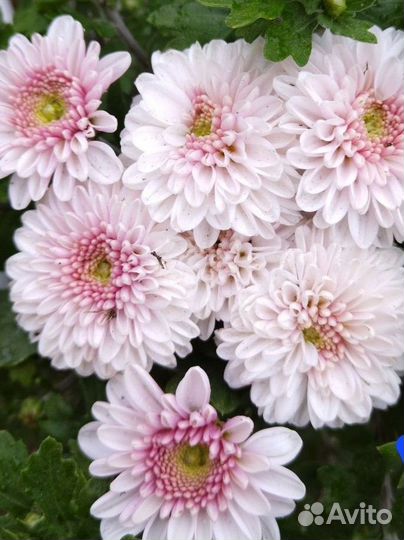 Хризантемы мультифлора