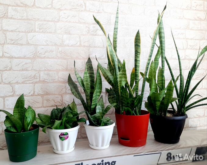 Сансевиерия