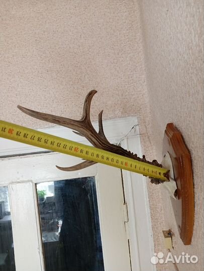 Рога косули