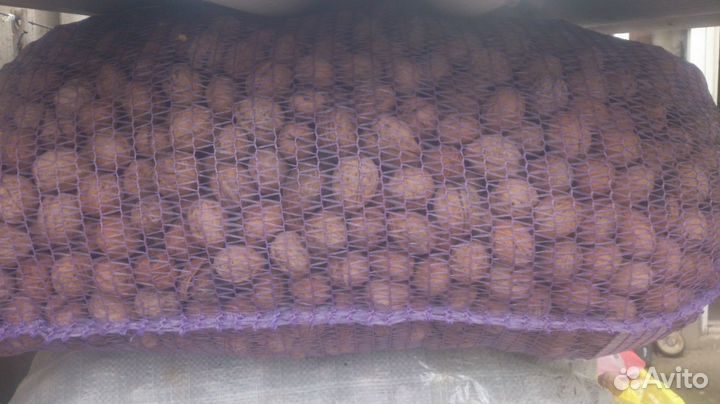 Грецкий орех для посадки 185кг. и др. целей Армави