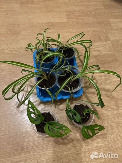 Хлорофитум кудрявый и Адансони монстера