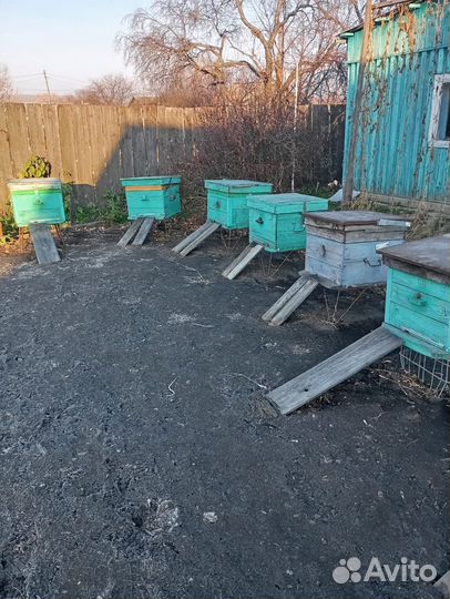 Пчела улики