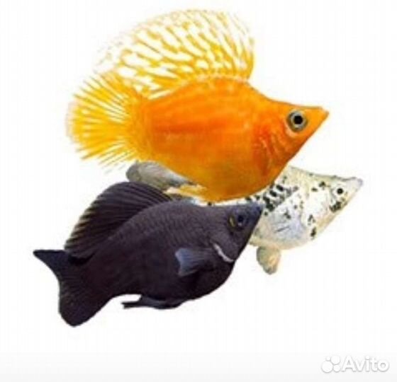 Аквариумные рыбки и растения в москве