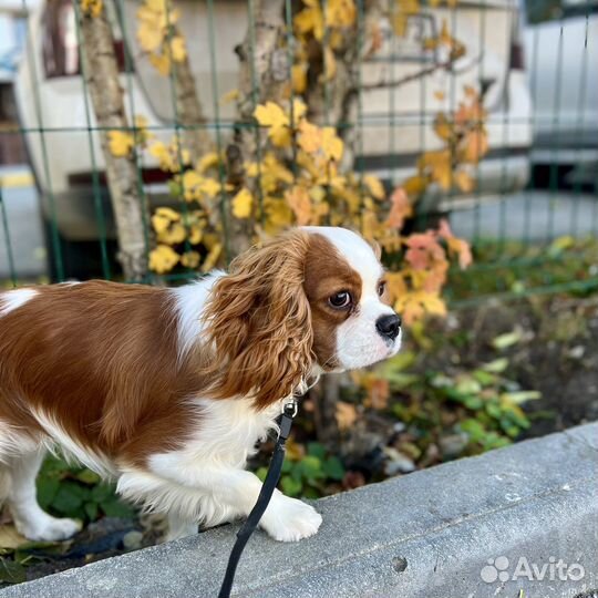 Домашняя передержка животных / собак и кошек