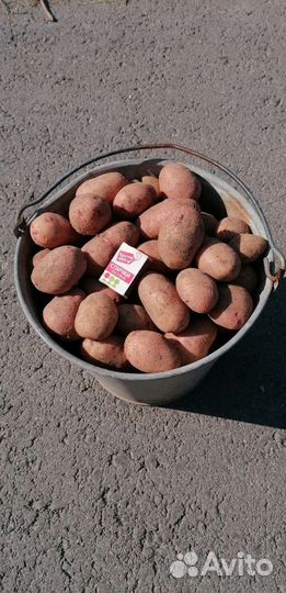 Продам картофель