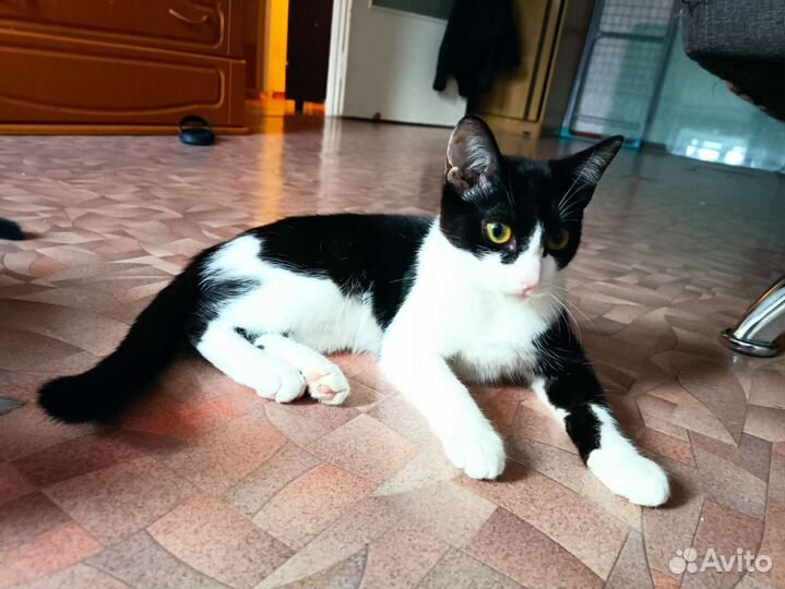 Котята в добрые руки бесплатно