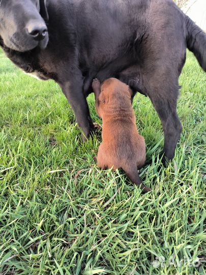 Щенки лабрадора