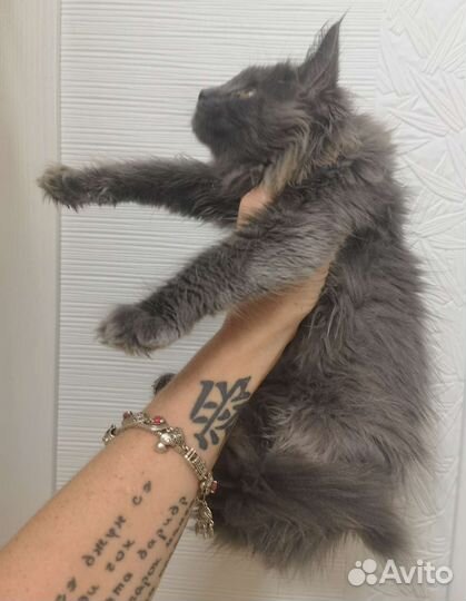 Эксклюзивный котенок Мейн-кун