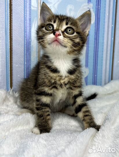 Котенок мальчик