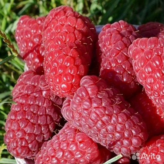 Малина Самохвал саженцы