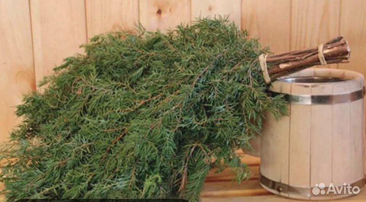 Веник можжевельник- лечебный