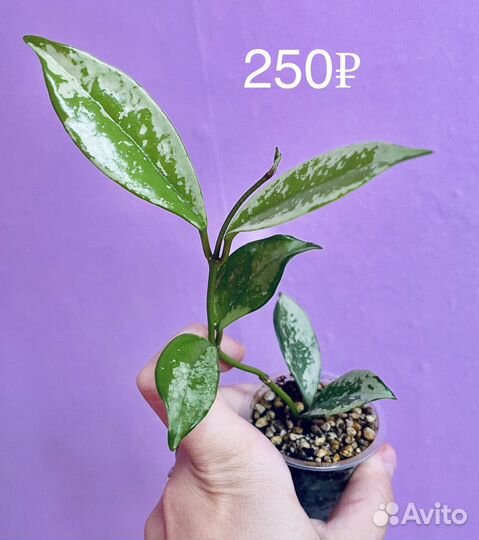 Хойи № 5 (AH-074 Silver)