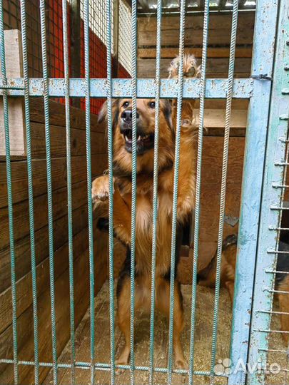 Спасите собаку из приюта, тяжело жить в клетке