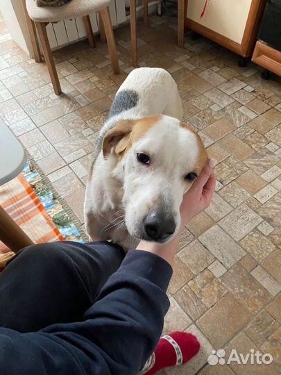 Собака в добрые руки