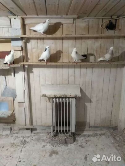 Голуби
