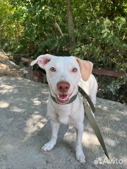 Квартирная собачка в дар