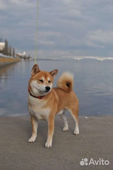 Сиба-ину, кобель для вязки