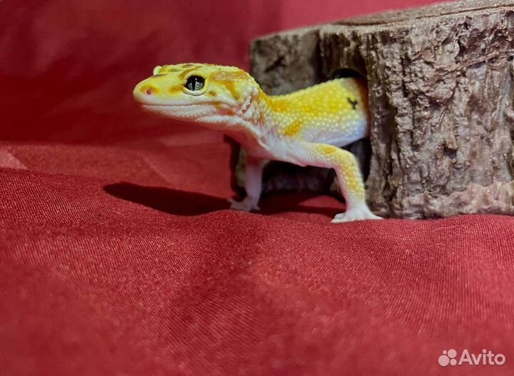 Эублефар самец вязка