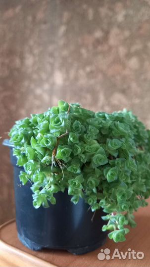 Крассула социалис