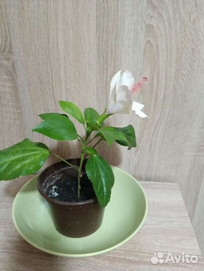 Китайская роза