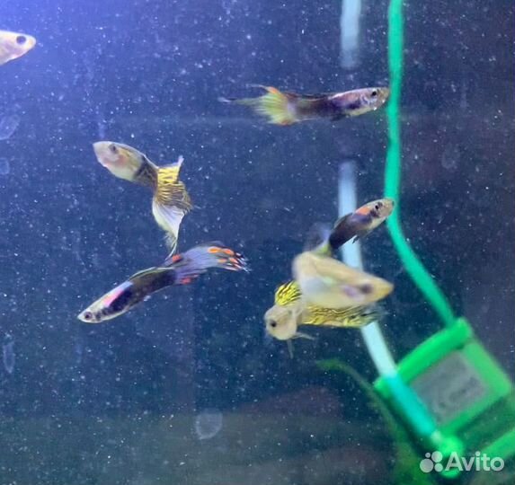 Аквариумные рыбки гуппи