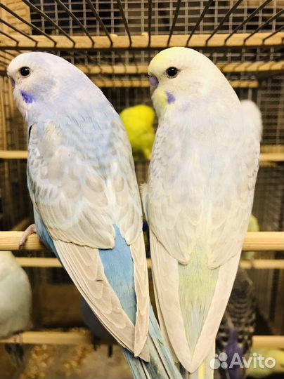 Радужный волнистый попугай