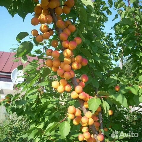Абрикос колоновидный Голд купить в Челябинске | Товары для дома и дачи ...