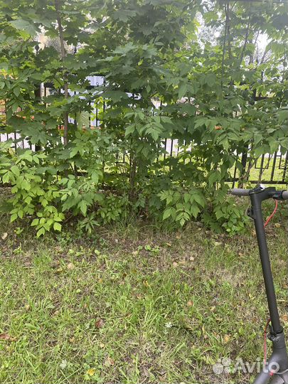 Самокат взрослый