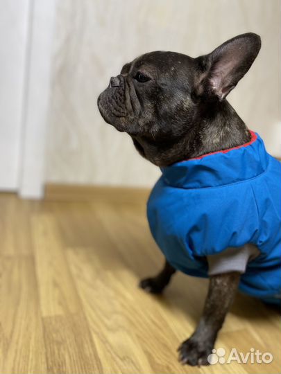 Теплый новый комбинезон для французкого бульдога