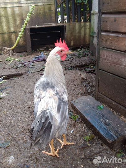 Молодые петухи Леггорн Изабелла