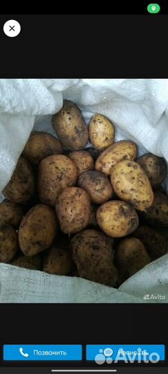 Картофель свежий урожай